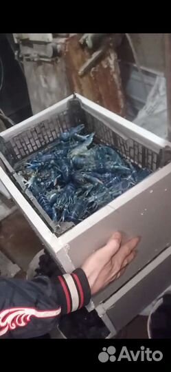 Австралийский рак
