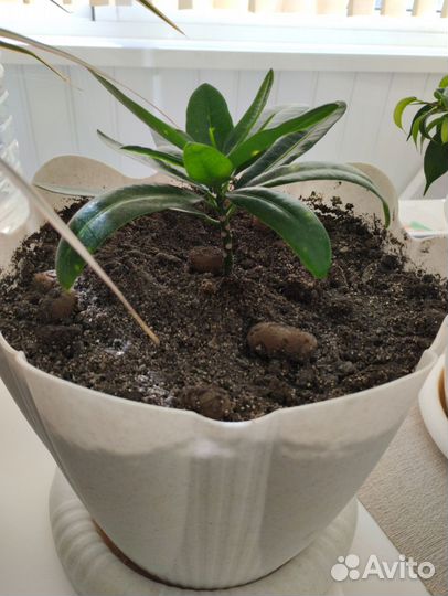 Бенджамина