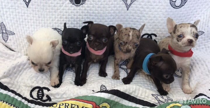 Супер мини чихуахуа