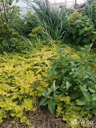 Вербейник монетчатый, вейник, котовник