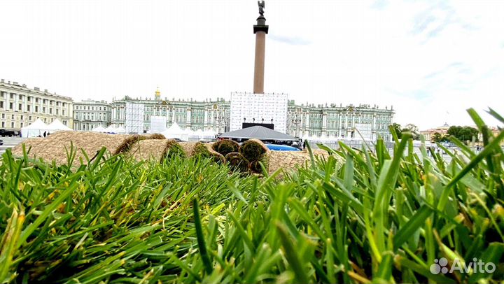 Рулонный газон 