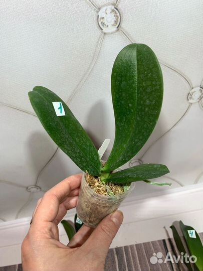 Орхидея Mainshow Wulu Caishen