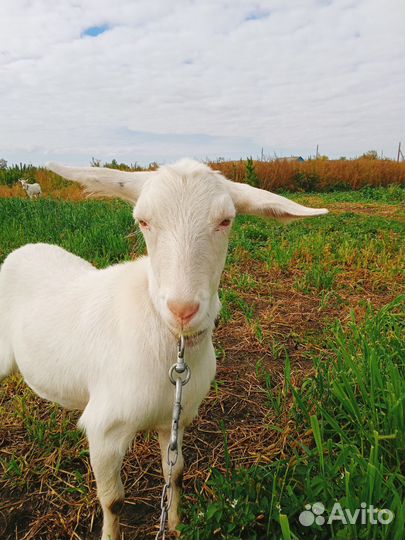 Дойные нубийские козы