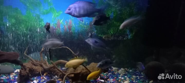 Аквариумные рыбки