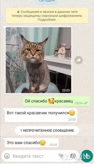 Стрижка кошек