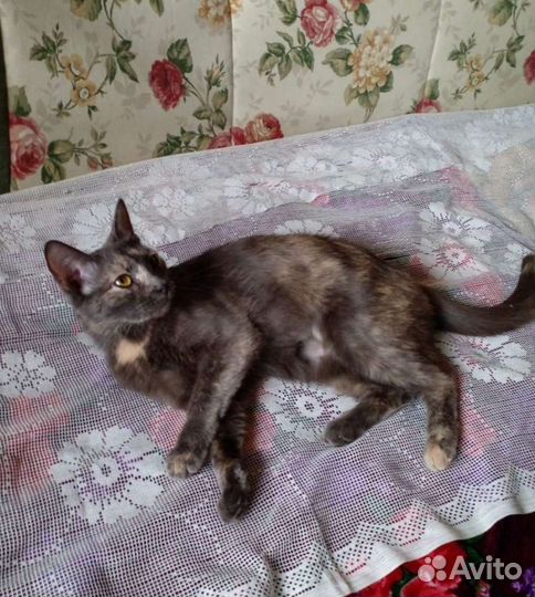 Стерилизованная молодая кошечка в квартиру, 9 мес