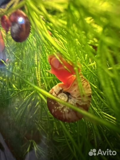 Улитки в добрые руки