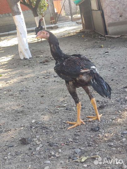 Бойцовая птица