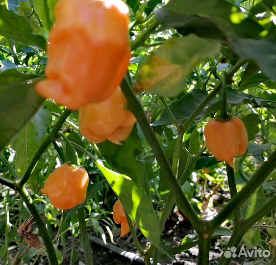 Перец Naga Apricot, суперострый, семена