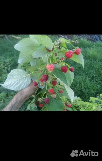 Саженцы ремонтантной малины