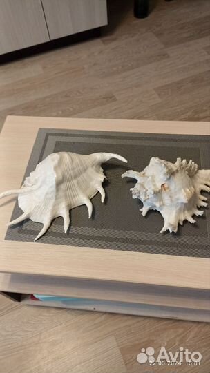 Ракушки