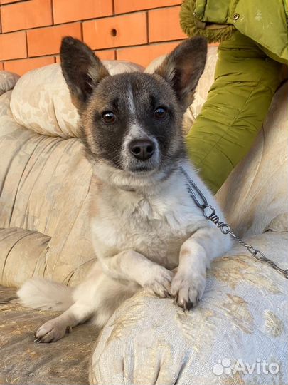 Молодая собачка в добрые руки небольшой породы