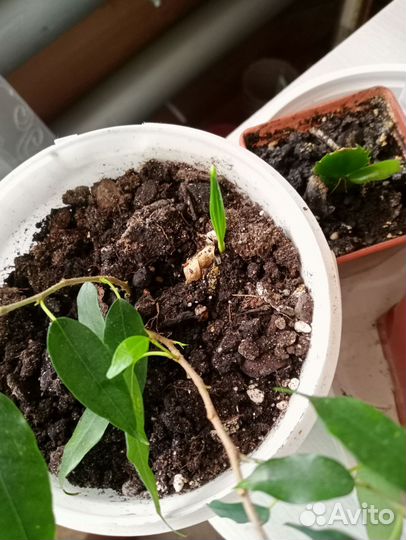 Фикус+финиковая пальма