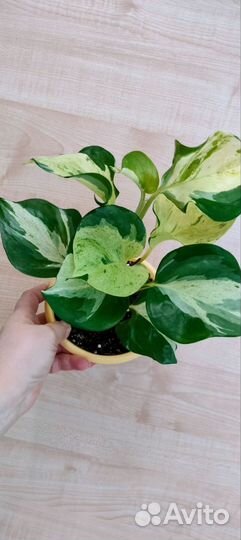 Happy Leaf/Эпипремнум