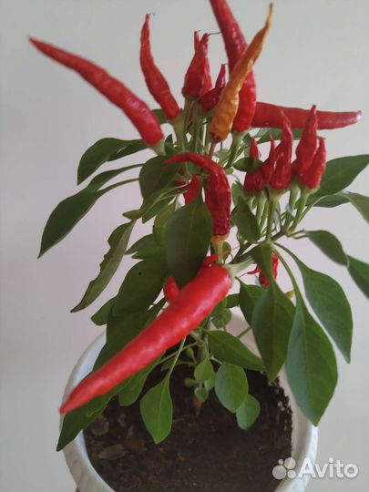 Перчик острый комнатный