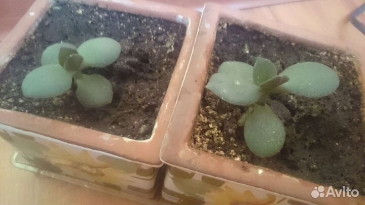 Толстянка в керамических горшках цена за всё