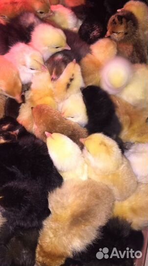 Цыплята суточные