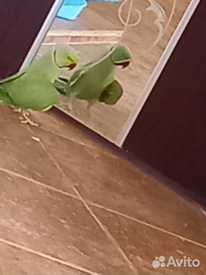 Ожереловый попугай