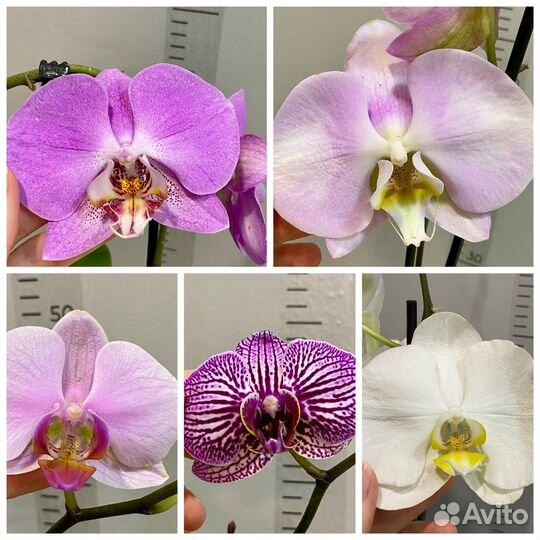 Фаленопсисы