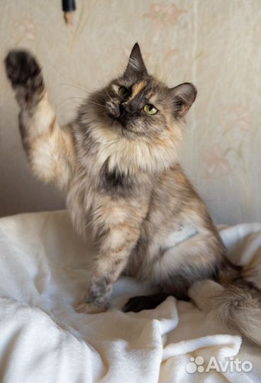 Кошечка Лаура