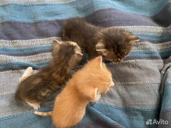 Котята в добрые руки