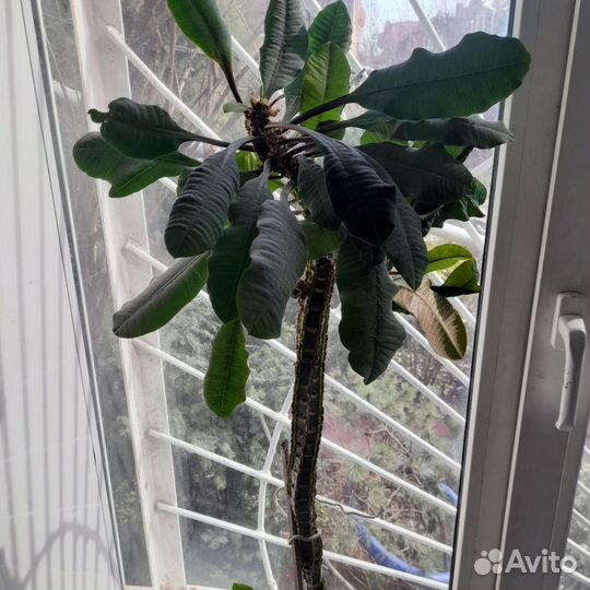 Цветок- Молочай беложильчатый