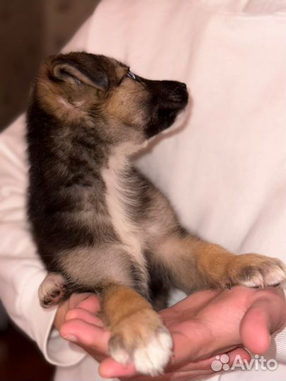 Щенок мальчик и девочка не крупные 2 мес