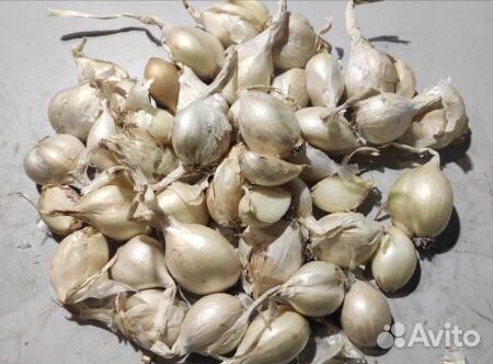 Шалот Белая королева (Белый лукум)