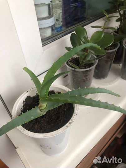 Алоэ лечебный