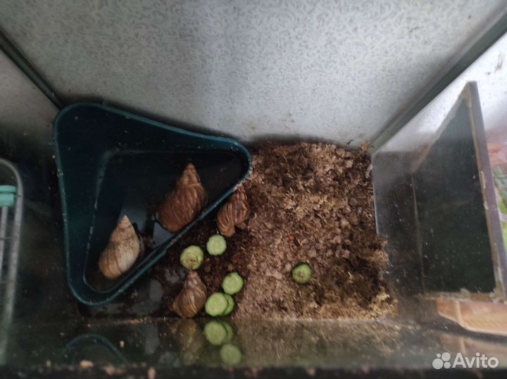 Улитки ахатины большие с аквариумом