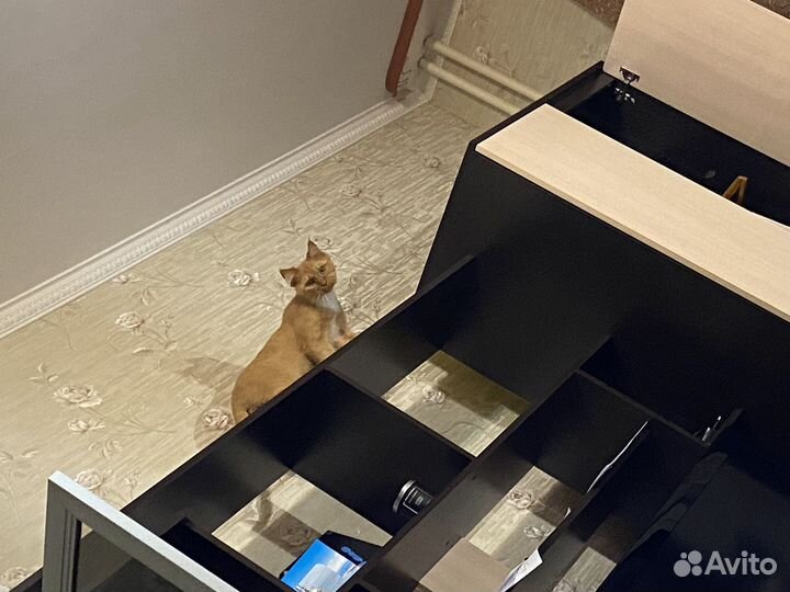 Передержка животных