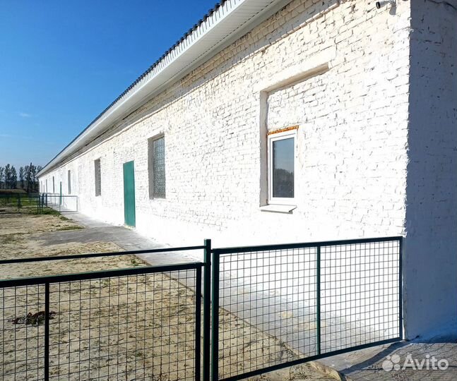 Побелка известью фермерских коровников