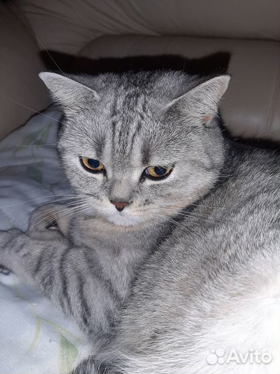 Шотландская прямоухая