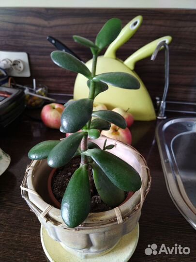 Крассула толстянка