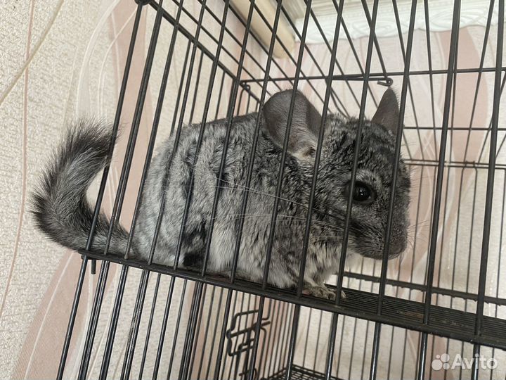 Шиншилла мальчик