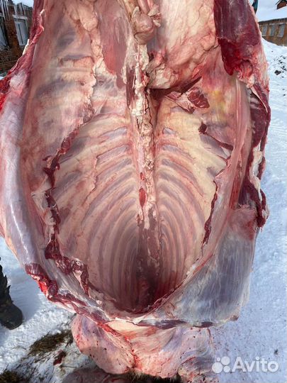 Мясо говядина для собак