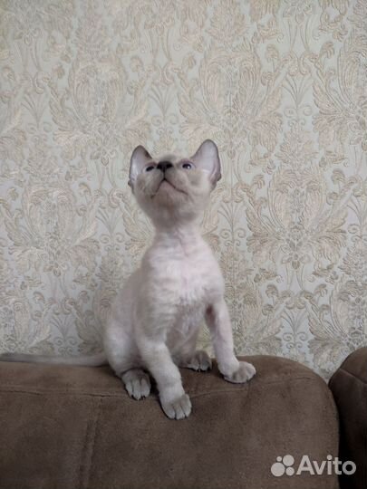 Донской сфинкс браш котята