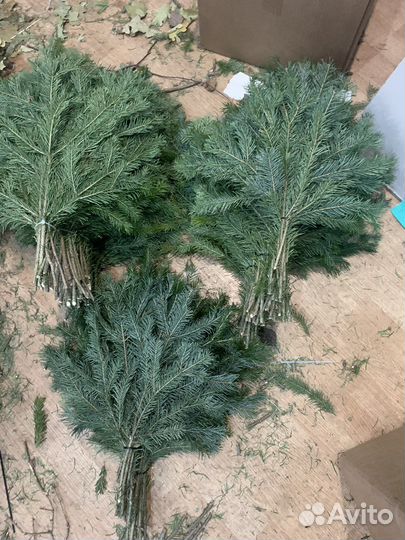 Свежие пихтовые веники для вашего здоровья