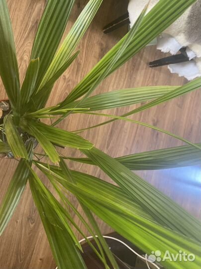 Финиковая пальма, домашние цветы