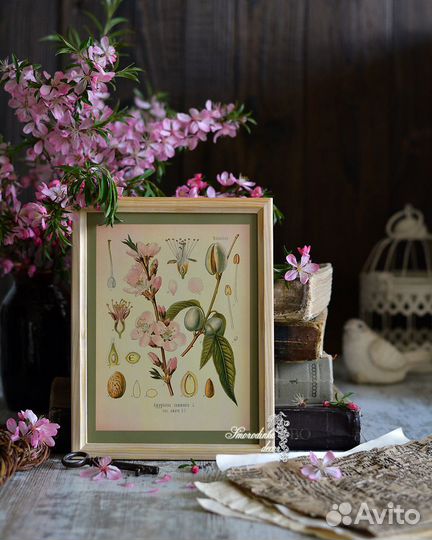 Ботаническая иллюстрация Миндаль