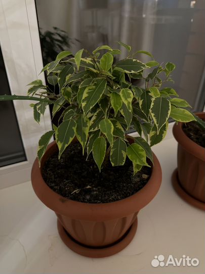 Фикус бенджамина