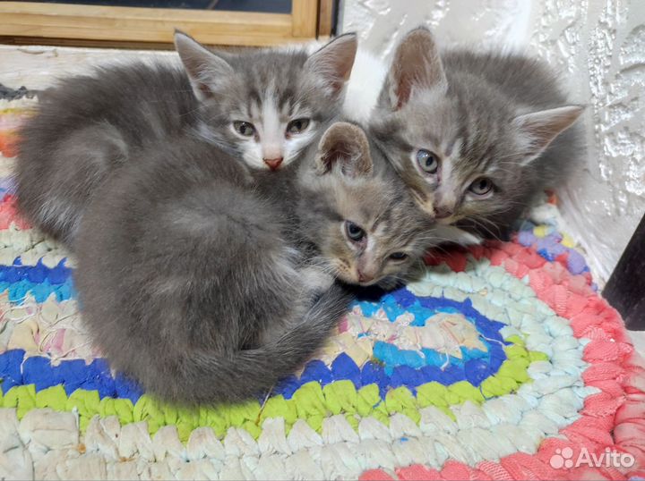 Котята в добрые руки
