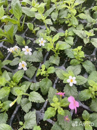 Рассада бакопы