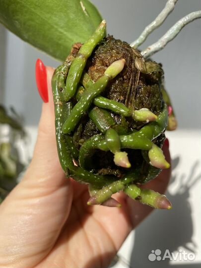 Орхидея биглип