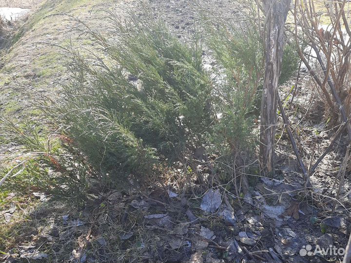 Смородина, малина, ель голубая