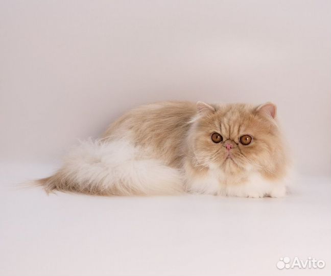 Персидский мальчик Гранд чемпион Wcf