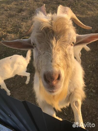 Козел зааненский