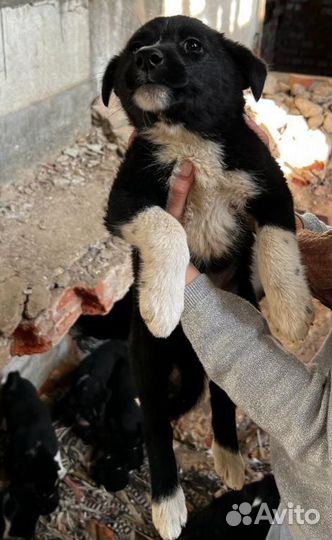 Собака в добрые руки