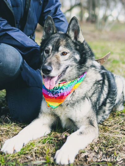 Лайка Гром из приюта в дар