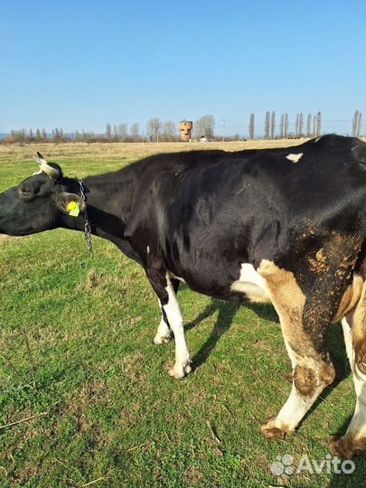Корова молочная дойная